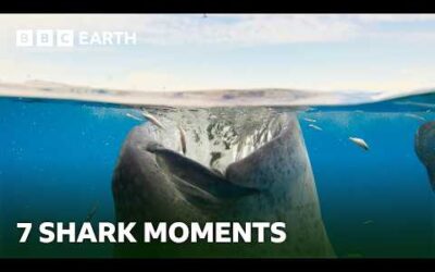 7 Spectacular Shark Moments | BBC Earth