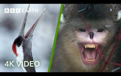 Wildlife Of Japan & China In 4K | BBC Earth