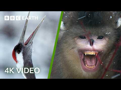 Wildlife Of Japan & China In 4K | BBC Earth