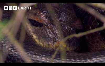 A Giant 5 Metre Anaconda Leads To Nature’s Creepiest Discovery | Expedition Guyana | BBC Earth