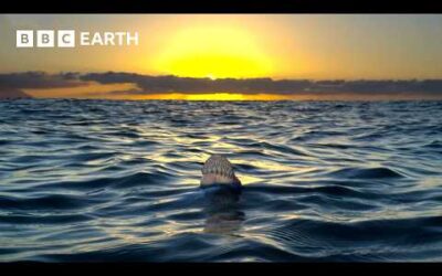 Two Hours Of Extraordinary Wildlife Scenes | BBC Earth