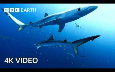 Breathtaking Ocean Wildlife In 4K | BBC Earth