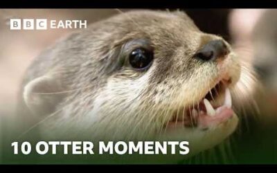 Extraordinary Otter Moments | BBC Earth