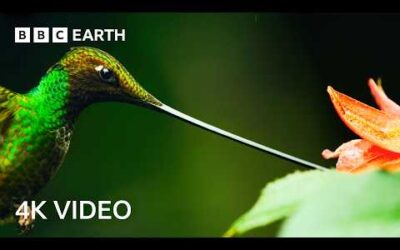 4 Hours Of Remarkable Wildlife Narrated By David Attenborough | 4K UHD | BBC Earth