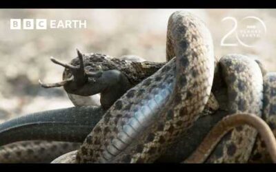 Baby Iguana Chased By Deadly Snakes | 20 Years of Planet Earth II | BBC Earth