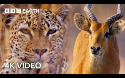 Nature’s Most Ingenious Hunters With Sir David Attenborough In 4K | BBC Earth