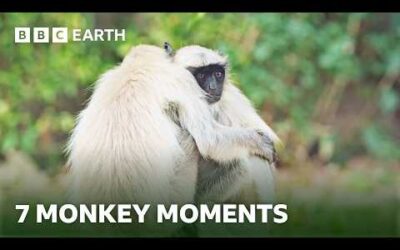 Remarkable Monkey Moments | BBC Earth