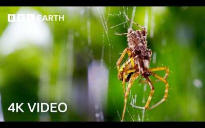 The Fight For Survival With Sir David Attenborough | 4K UHD | BBC Earth