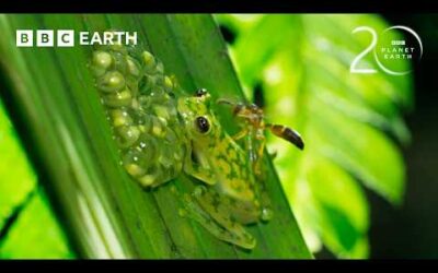 Super Dad Glass Frog Defends His Eggs From Wasps | 20 Years of Planet Earth II | BBC Earth