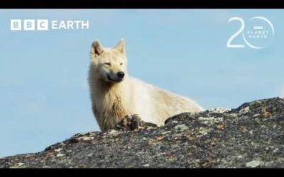 Can This Baby Caribou Outrun An Arctic Wolf? | 20 Years of Planet Earth II | BBC Earth