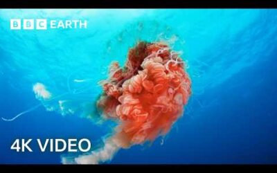 4 Hours of Spectacular Nature Scenes Narrated by Sir David Attenborough | 4K UHD | BBC Earth