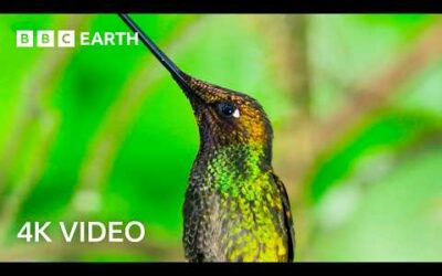 Two Hours of Nature’s Majestic Creatures Narrated by Sir David Attenborough | 4K UHD | BBC Earth