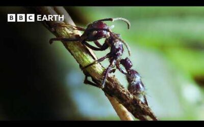 Nature’s Tiny Terrors | BBC Earth