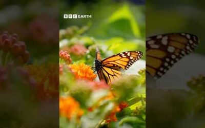Protecting the pollinators 🐝 #BBCEarth #FixingThePlanet #Nature