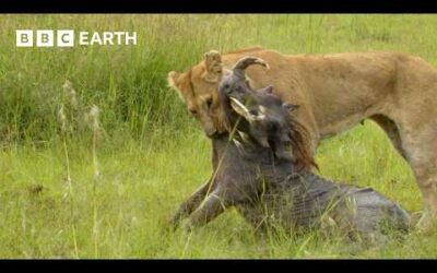 The Greatest Fights In The Animal Kingdom Part 8 | BBC Earth