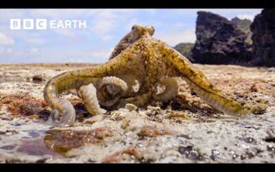 The Octopus that Walks on Land | Blue Planet III | BBC Earth