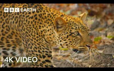 An Incredible Journey Through Africa’s Wilderness | 4K UHD | BBC Earth